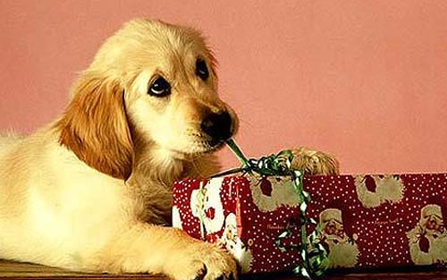 chien qui ouvre un cadeau de noël