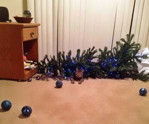 chat qui a fait tombé le sapin de noël