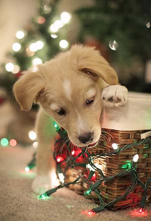 chien qui mange une guirlande de noël