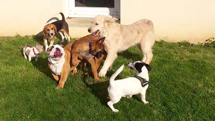 Chiots qui jouent à l'école du chiot à caen l'arche de venoix