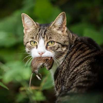 chat qui mange une souris
