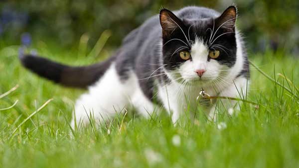 chat qui chasse dans l'herbe