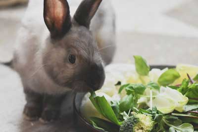 lapin qui mange une assiète de verdure